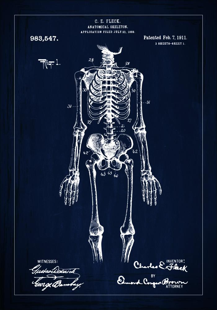 Patentni crtež - Anatomski kostur u - Plava Plakat