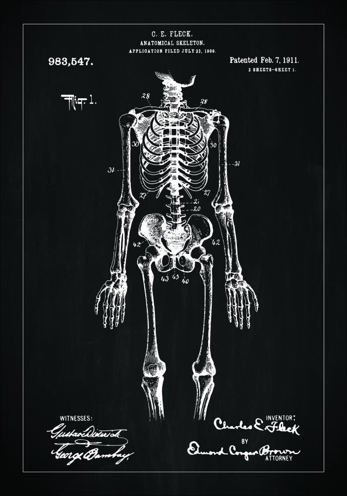 Patentni crtež - Anatomski kostur u - Crno Plakat