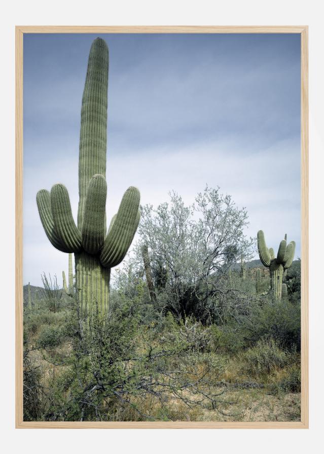 Cactus Land Plakat