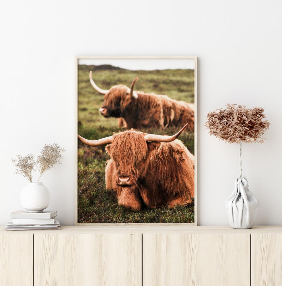 Highland Cattle Plakat