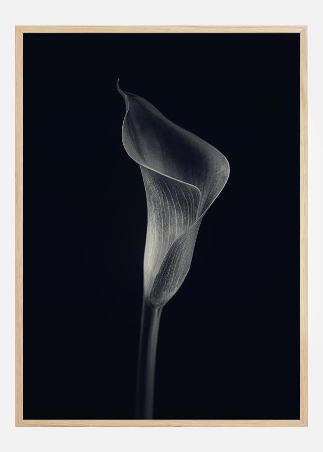 Calla Lily Plakat