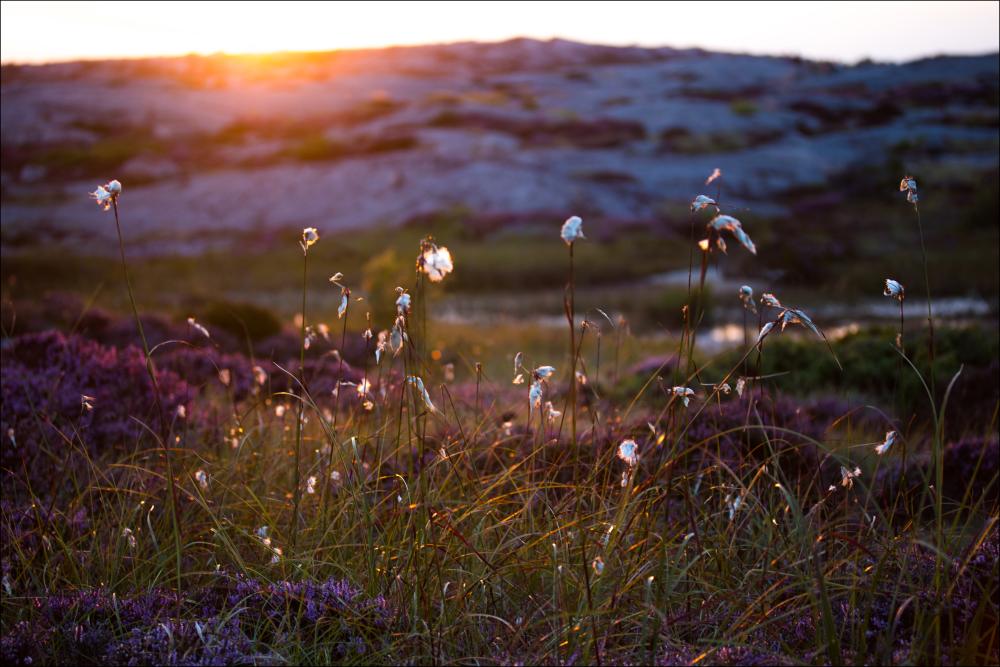 Summer evening on the rocks Plakat