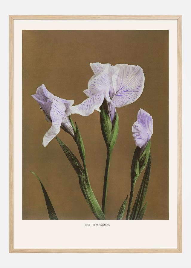 Iris Kabmpferi no2 Plakat