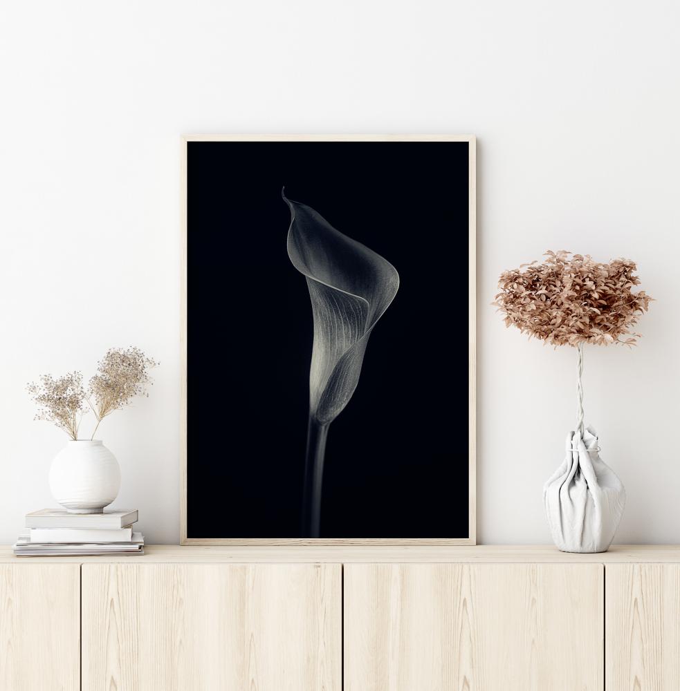 Calla Lily Plakat