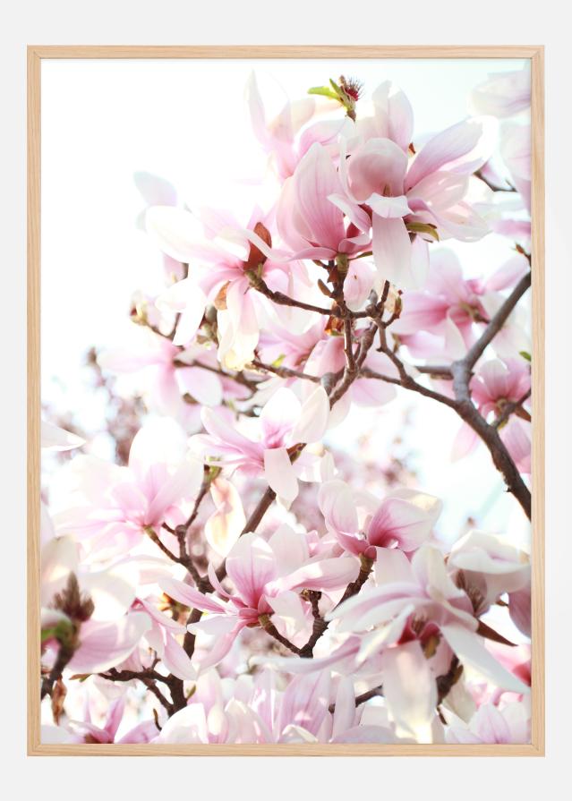 Cherry Trees Plakat