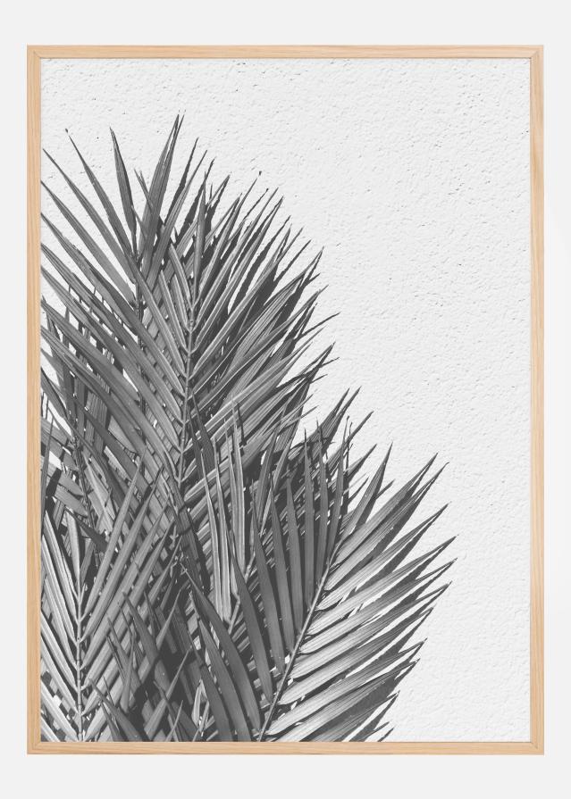 Palm Leaves Plakat