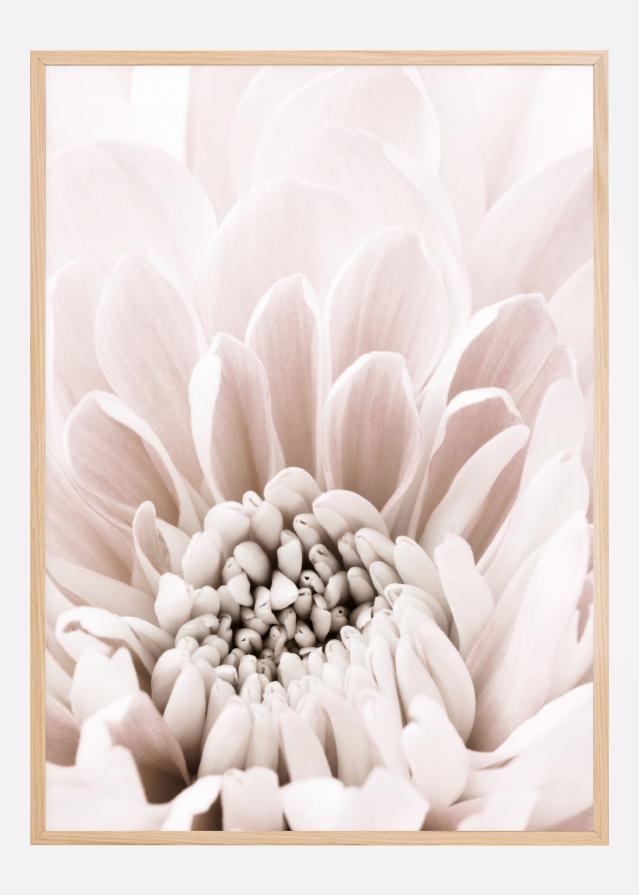 Chrysanthemum I Plakat