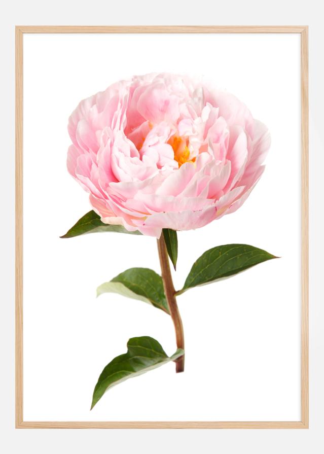 Peony Plakat