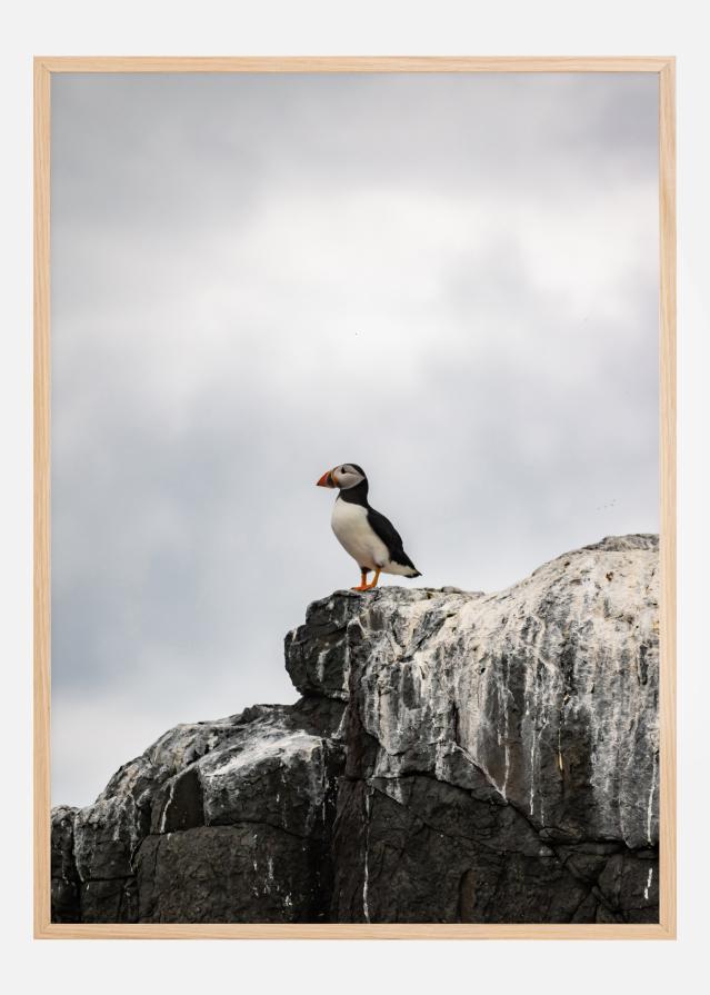 Puffin Plakat