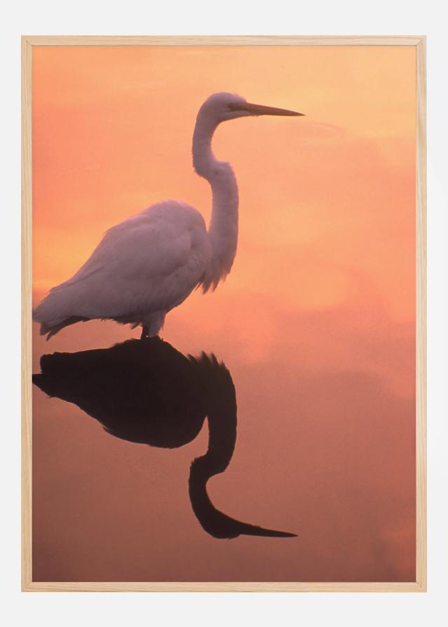 Bird In Orange Water Plakat