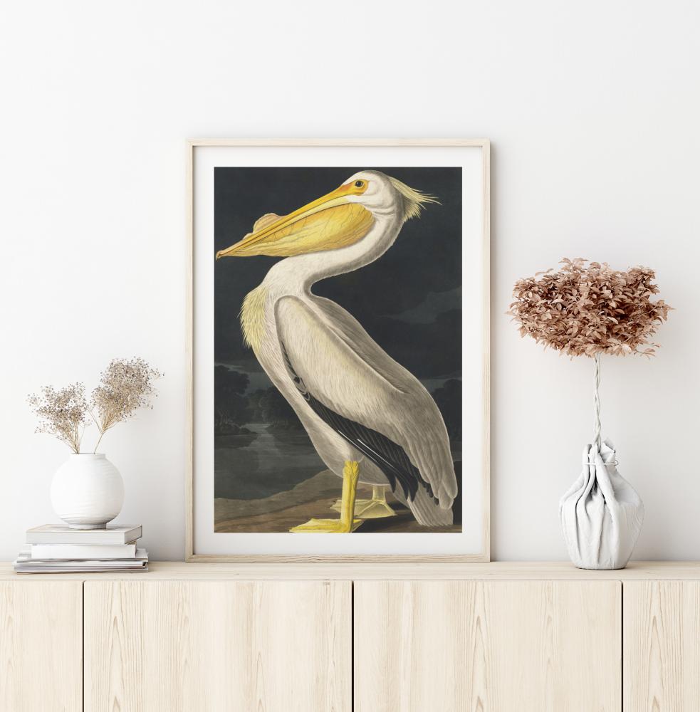 American White Pelican Plakat