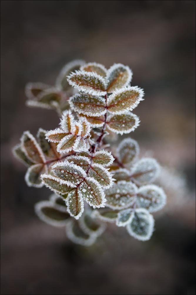 Frosty rose petals Plakat