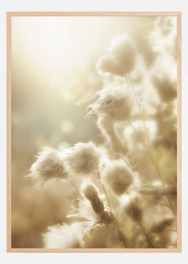 Fluffy flowers Plakat