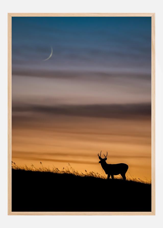 Deer In Sunset Plakat