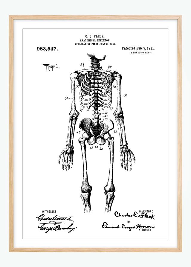 Patentni crtež - Anatomski kostur u Plakat