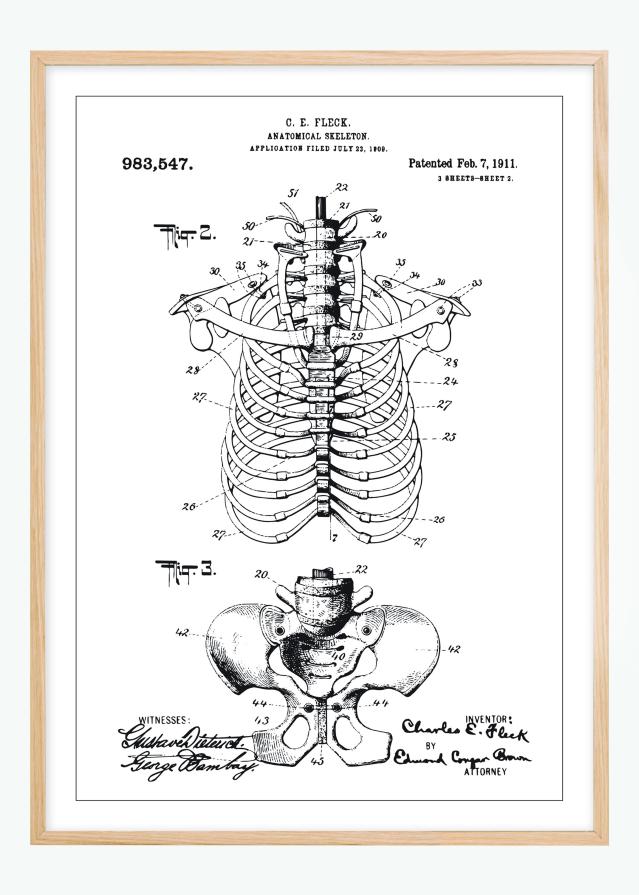 Patentni crtež - Anatomski kostur II Plakat