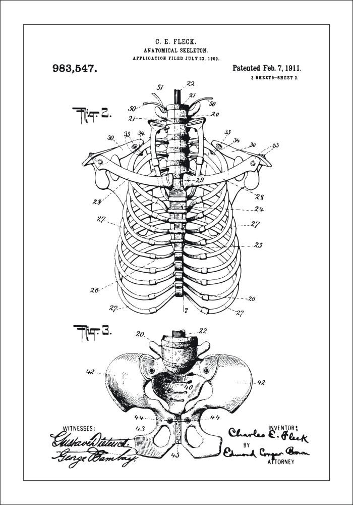 Patentni crtež - Anatomski kostur II Plakat